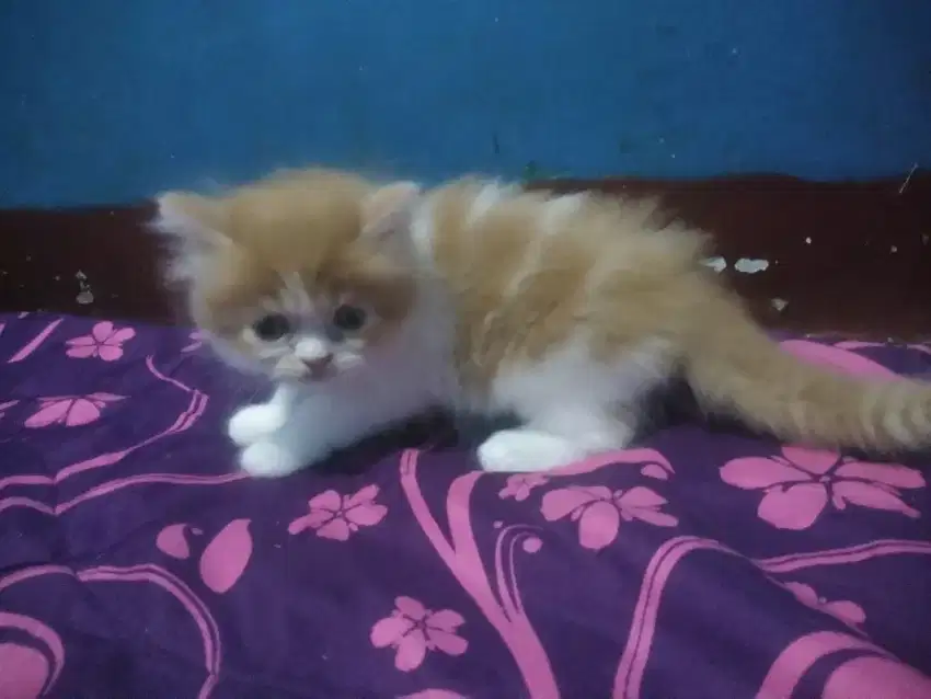 persia flatnose