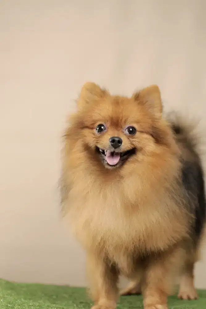 High Quality Minipom Jantan