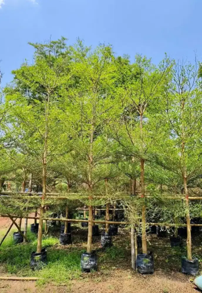 Pohon hias Ketapang kencan