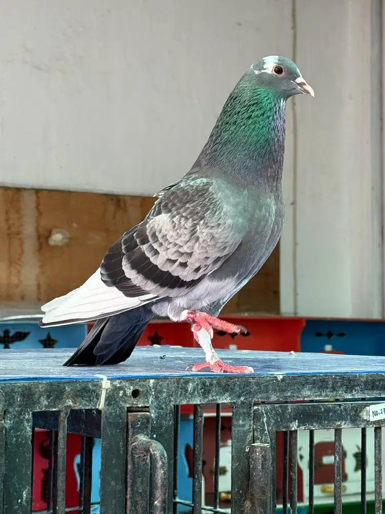SERABUTAN + PERAWAT BURUNG