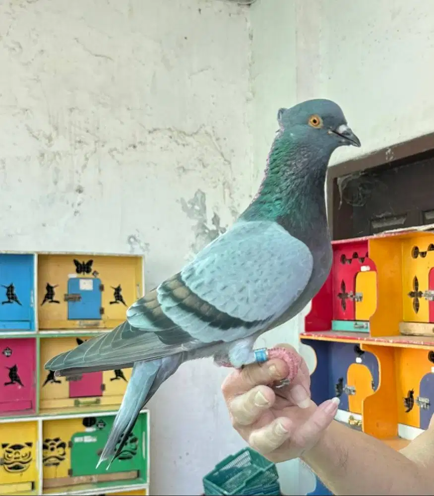 SERABUTAN + PERAWAT BURUNG