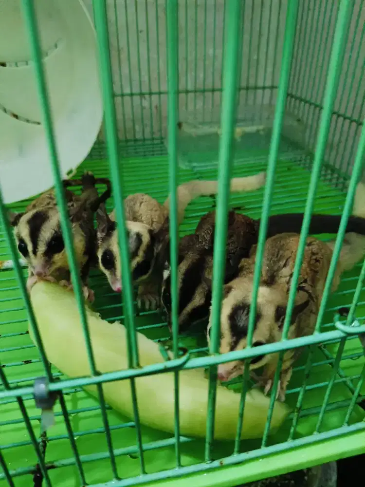 Dijual cepat murah lucu cocok buat anak dan dewasa biar tdk main hp