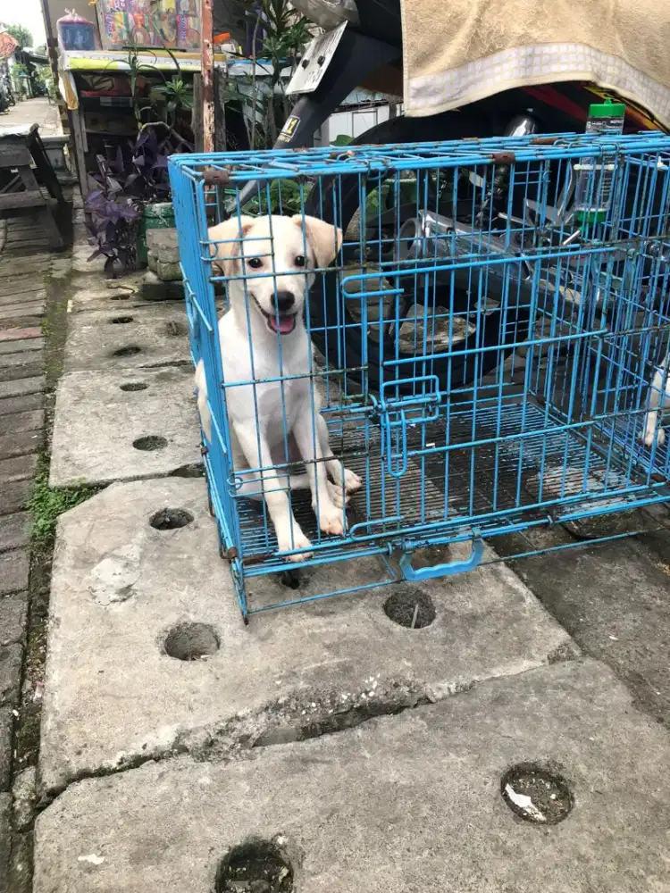 Anak Anjing Labrador Lucu