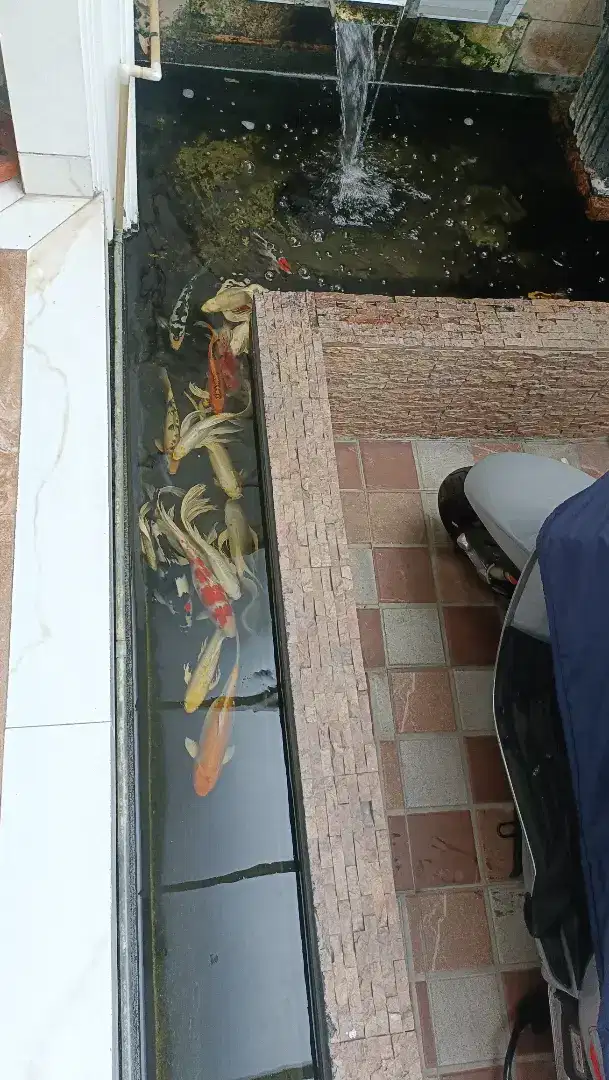 Ikan koi dan koki hoki