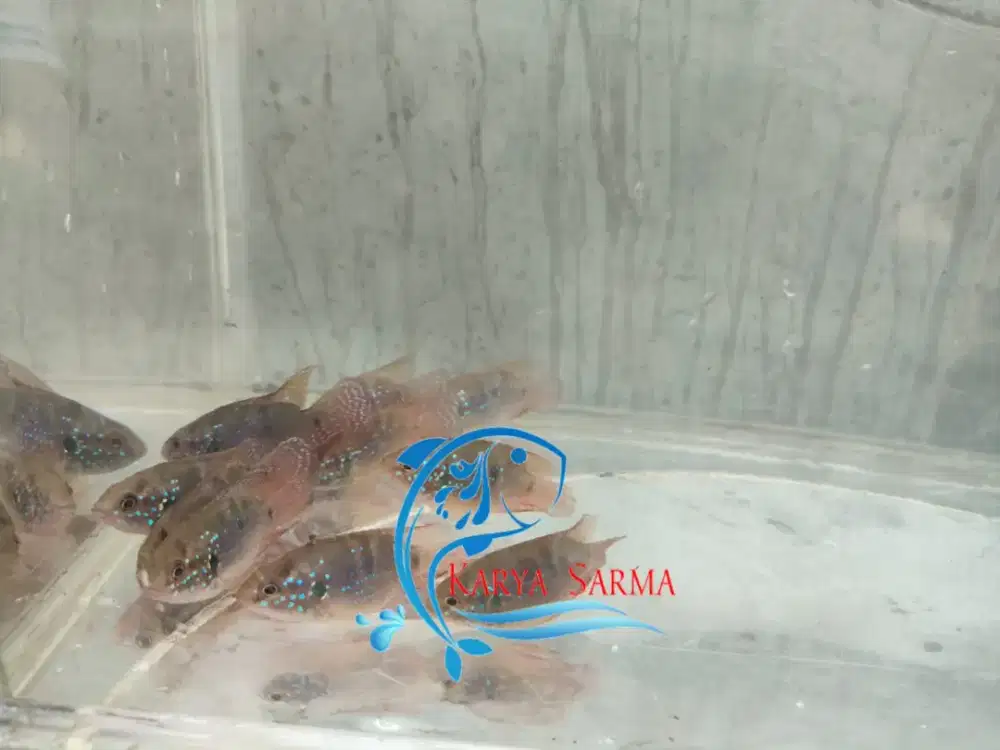 Ikan Hias Red Jewel / Ikan Red Jewel