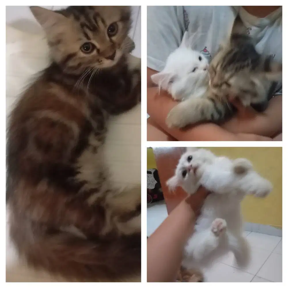Anakan Persia Jogja (kitten)