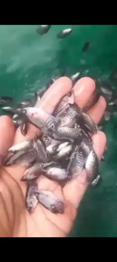 Bibit ikan gurame ukur 7~8 bak sortir ± hampir sebensol