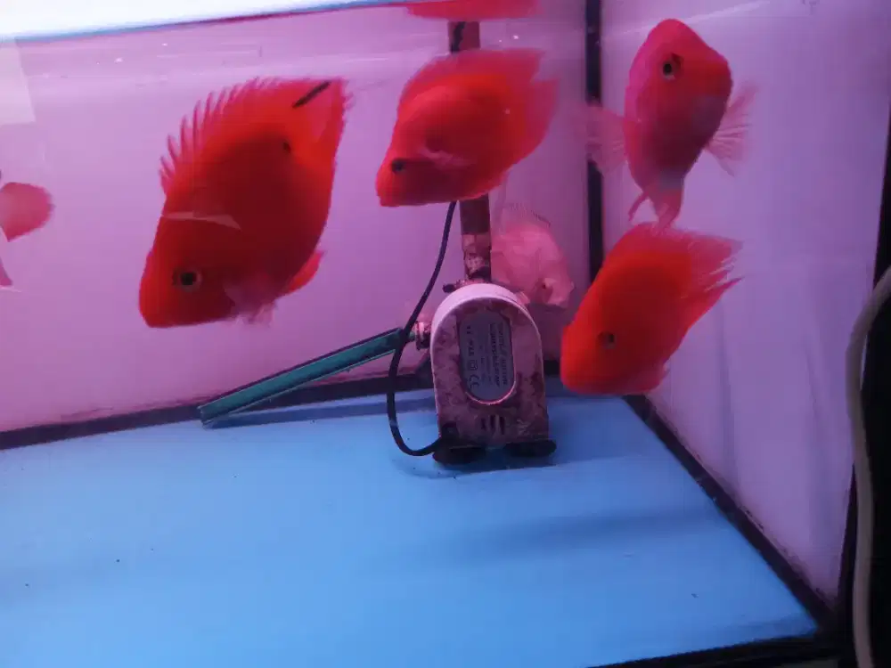 Ikan perrot merah tanpa ekor