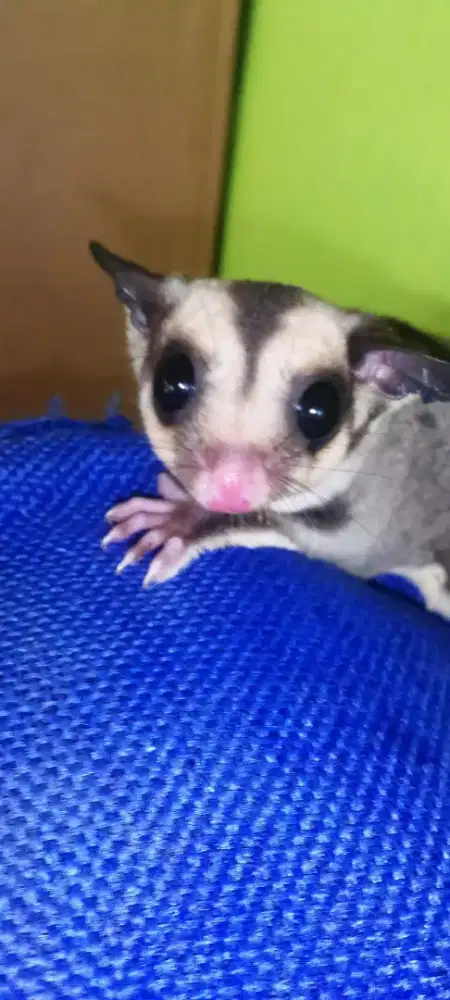 Sugar Glider Classic Grey