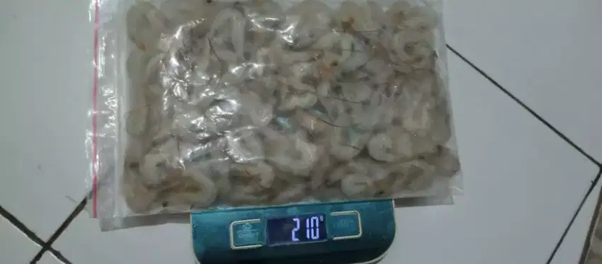 Udang beku api size L
