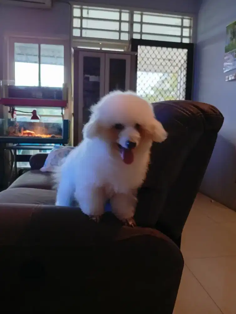 Jual CEPAT MURAH saja Bichon Frise 3 thn ada surat nya