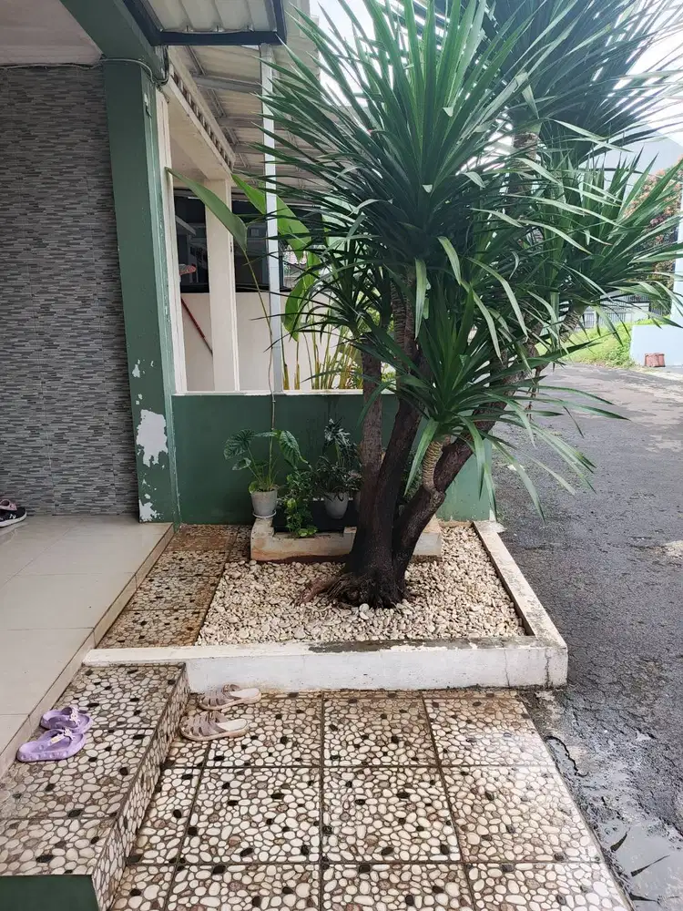 Pandan Bali tanaman hias