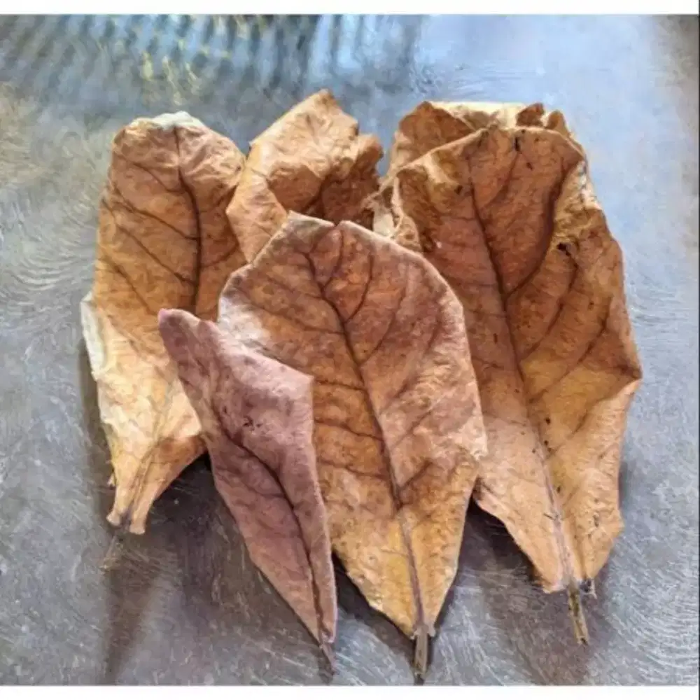 Jual daun Ketapang untuk ikan hias