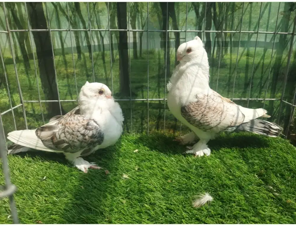 Merpati Hias // Burung Hias Cof Santinet Sepasang. #burunghias