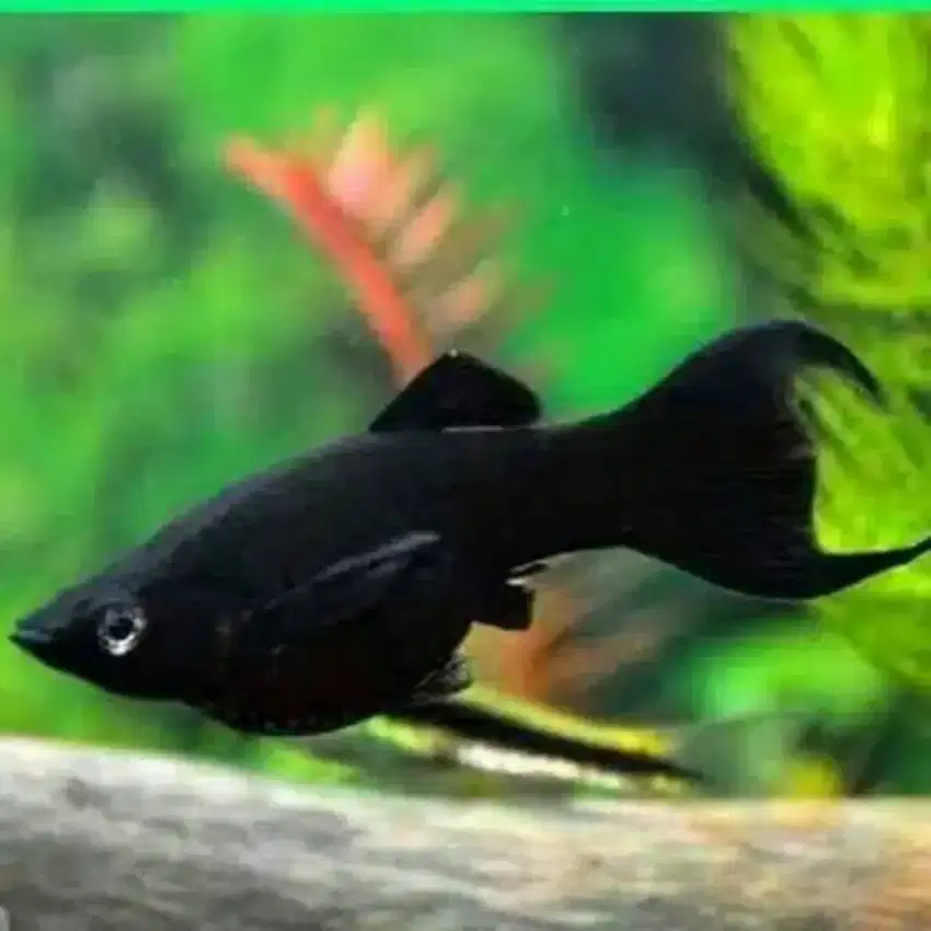 Ikan Molly Black