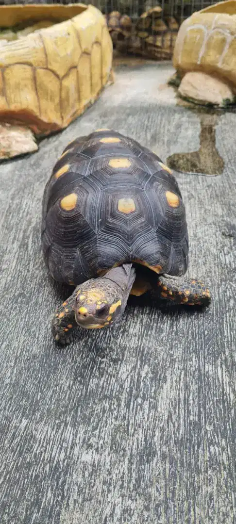Dijual borongan 2 ekor kura-kura redfoot betina proven