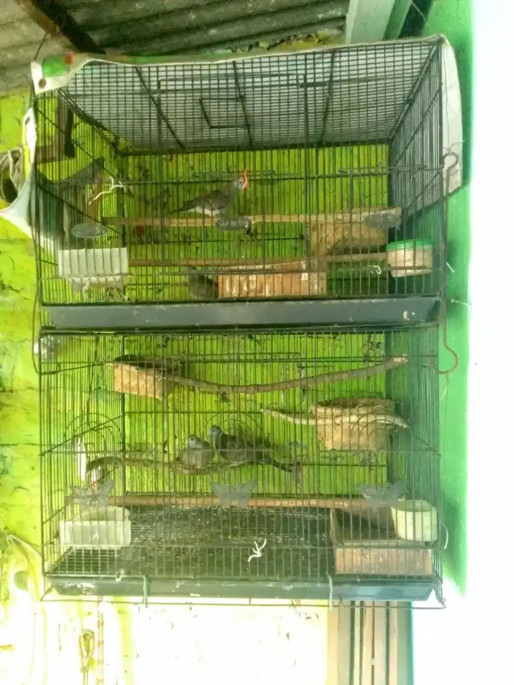 2 pasang perkutut induk sdh prnh produk. Materi hasil cross BK x Lokal