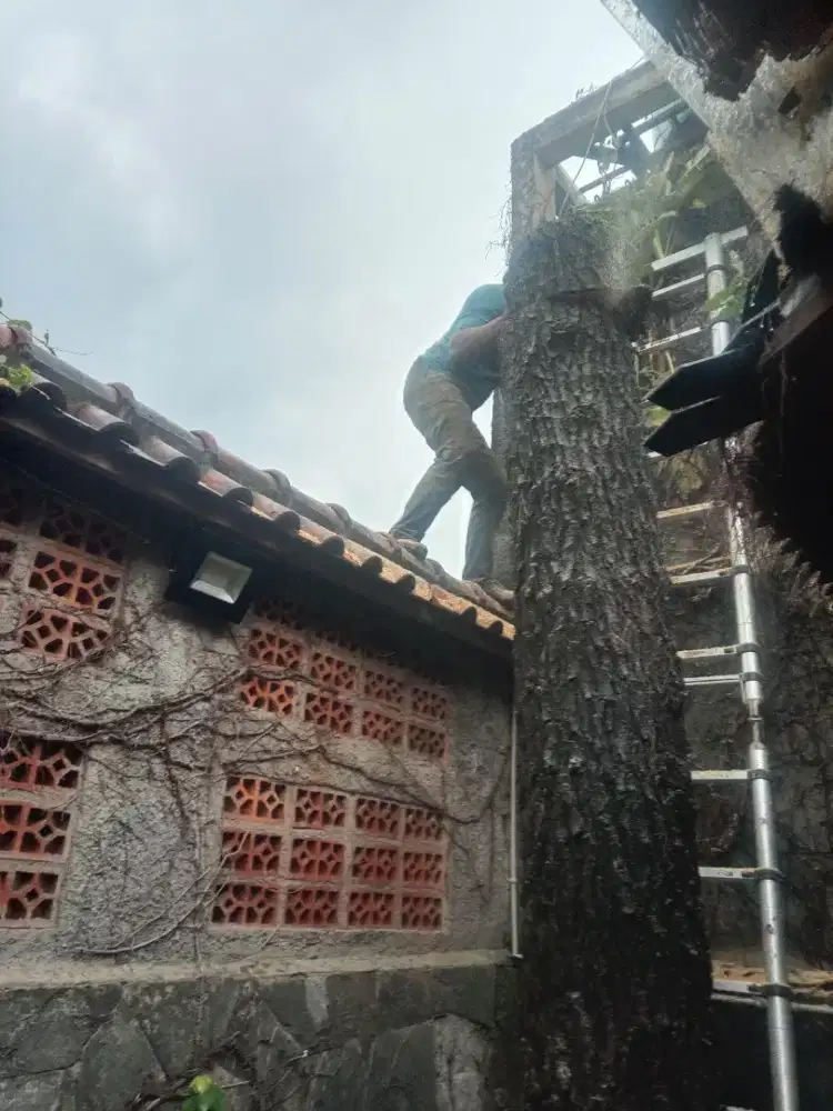 Tebang pohon dan pembersihan lahan