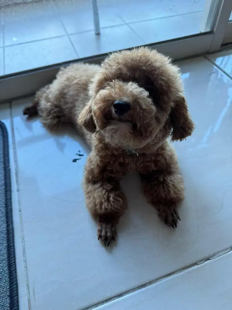 Toy Poodle Betina Stambun Dijual Cepat