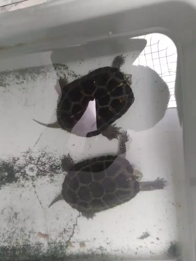 Ocadia Sinensis Jantan 12 cm