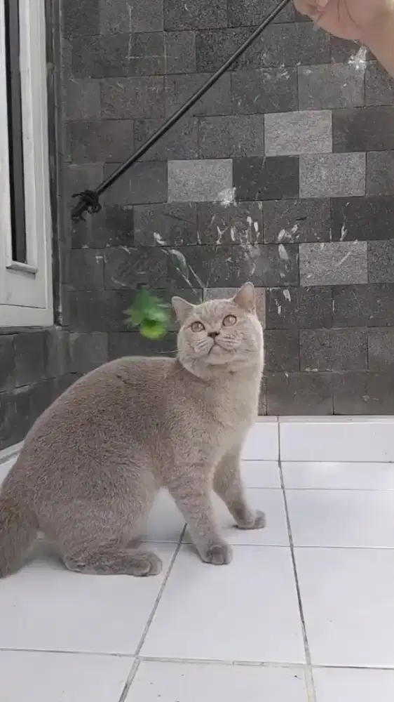 Britis shorthair warna lilac