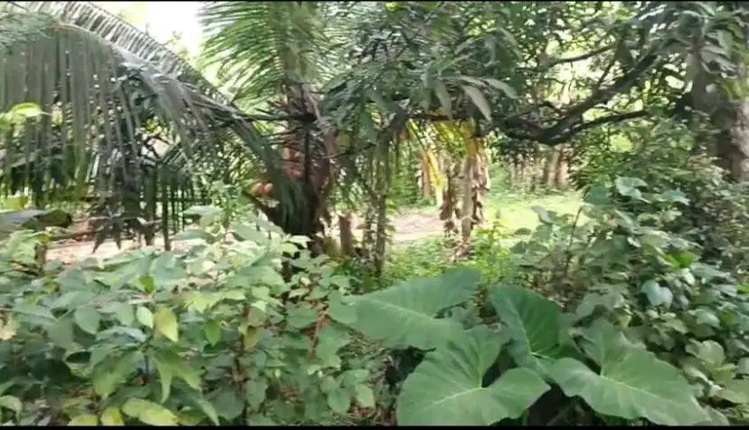 Dijual Tanah lokasi Lingk. Sawe Rangsasa,  Kel.Dauhwaru, Kec. Jembrana