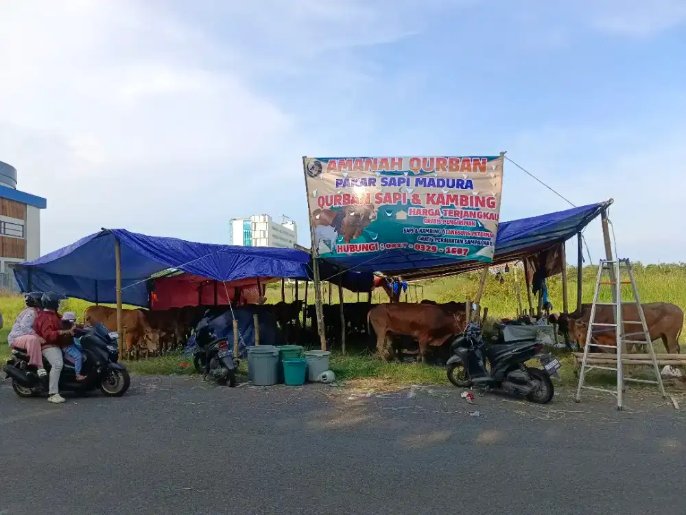 Sapi qurban 2025 Sapi Madura Free Ongkir & Perawatan Harga Termurah