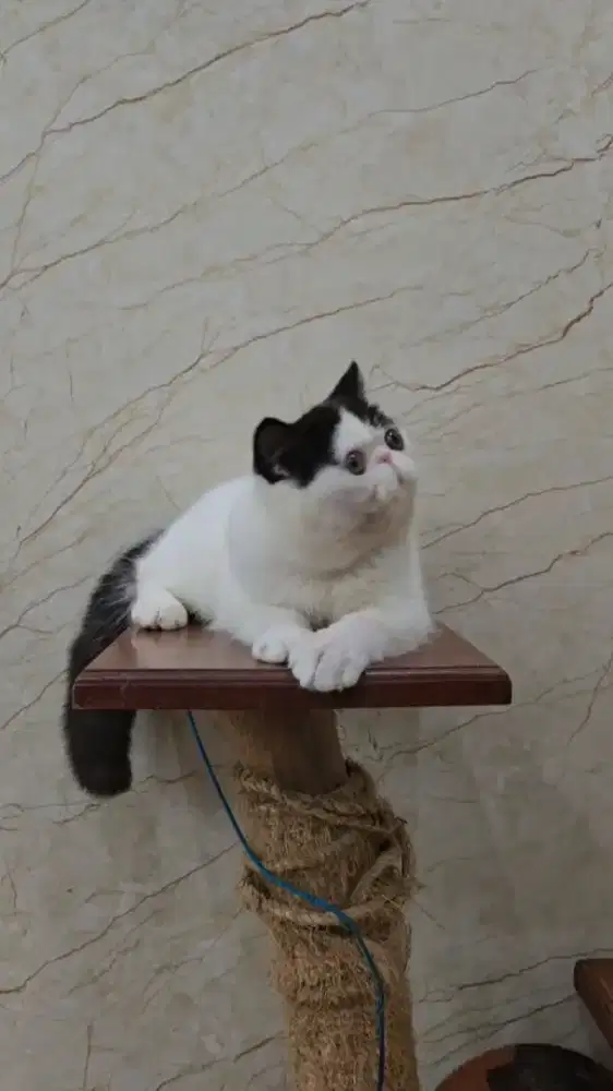 Exotic kitten jantan