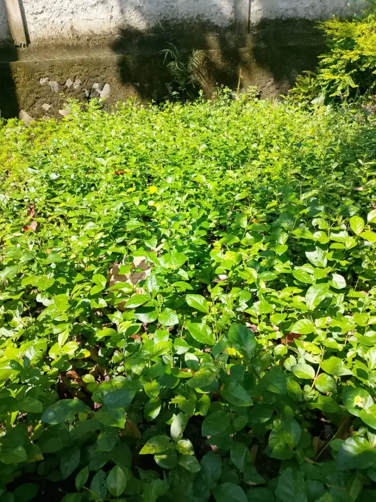 Melati Putih Wangi / Melati Tumpuk Bibit Polybag an  Tinggi 25 Cm Up