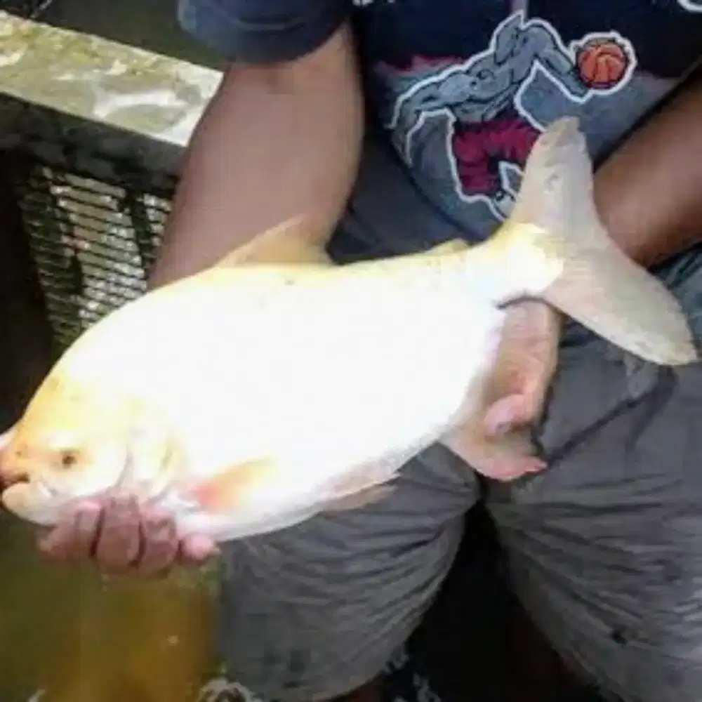 Ikan pacu albino jumbo