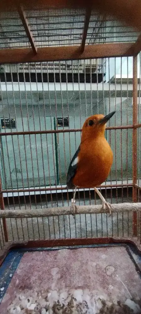 Anis.  Merah    dewasa