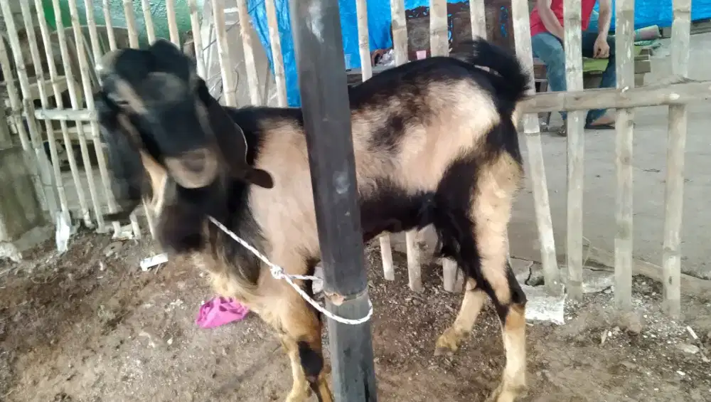 Kambing aqiqah dan qurban gemuk terbaik 2025