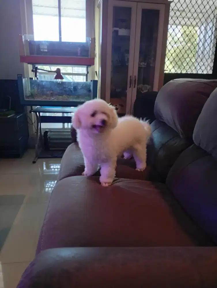 Jual MURAH CEPAT Bichon Frise lucu ada surat nya