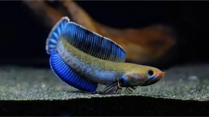 Ikan Chana Andrao