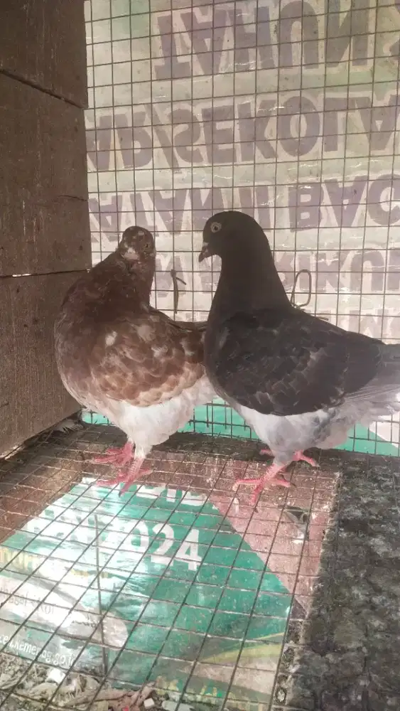 Merpati stoking super jumboue