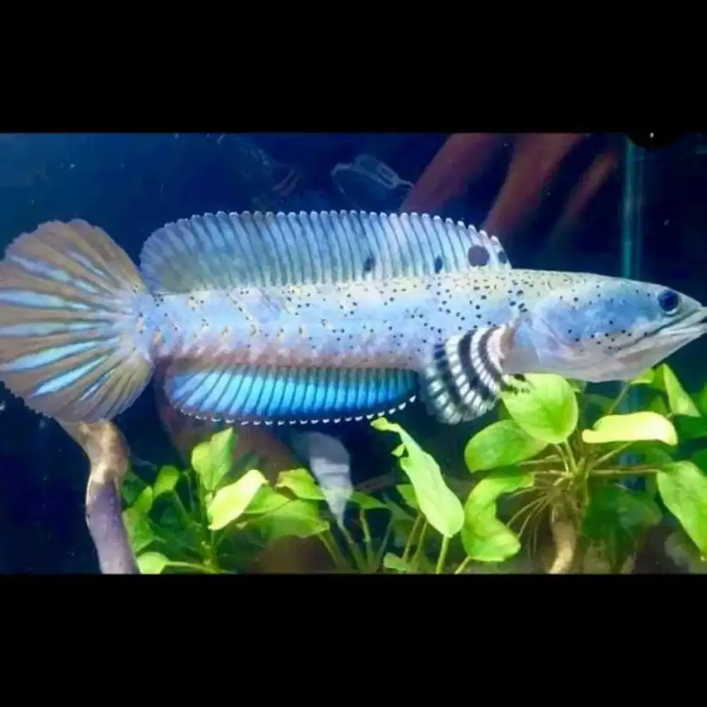 Ikan Stewarti Baby