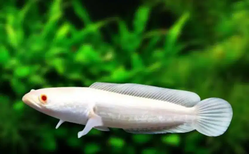 Ikan Striata Albino Baby