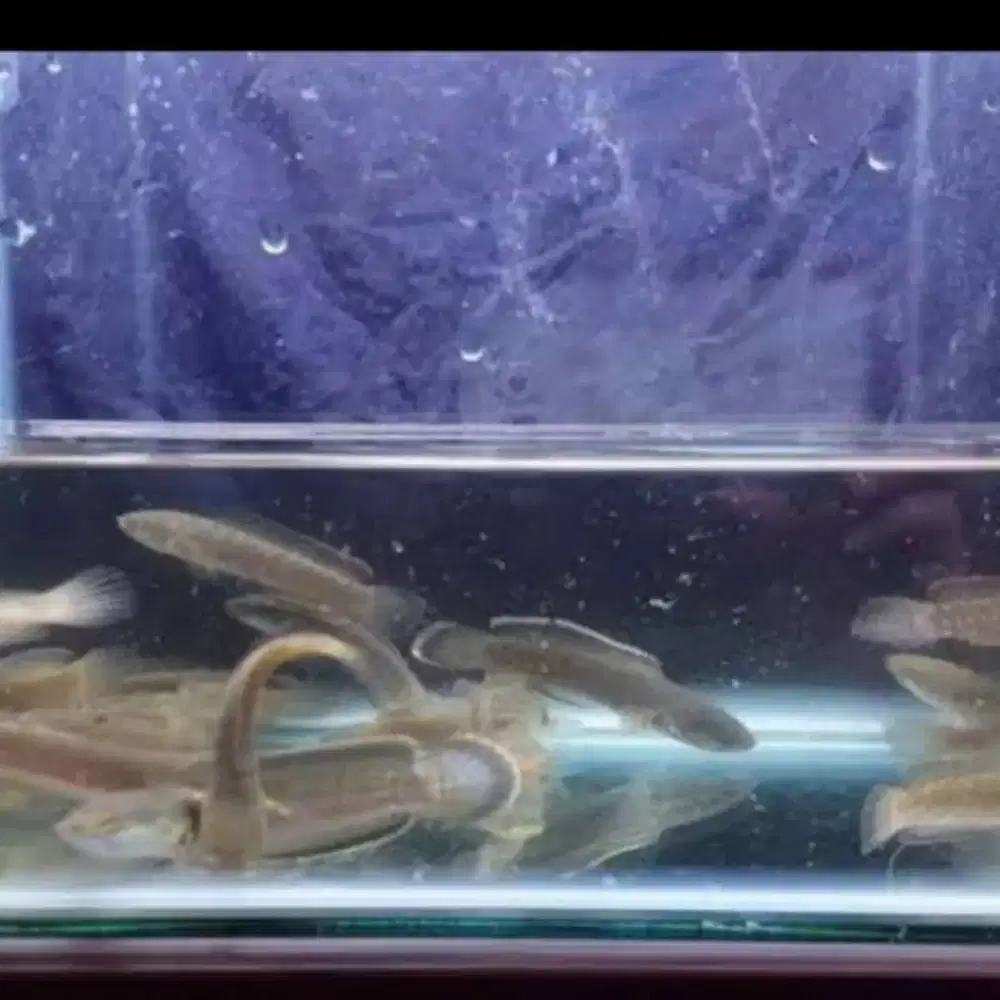 Ikan Chana Limbata Lawu