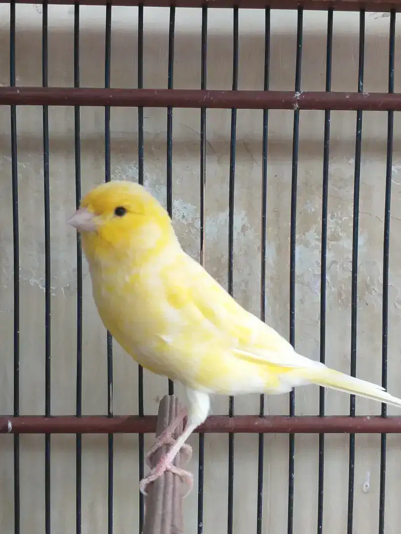 Kenari Spanish Timbrado x Holland Gacor