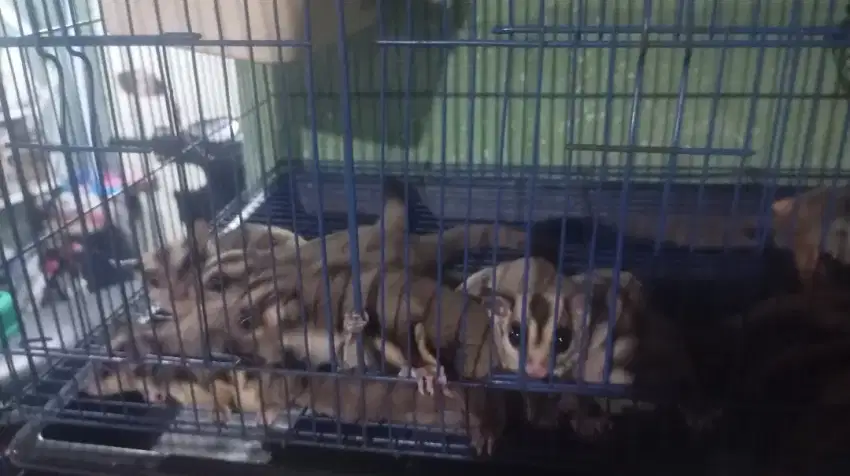 sugar glider random