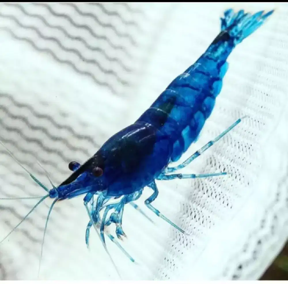 Udang Hias Aquascape Blue Diamond, Yellow Fire dan Bloody Mary