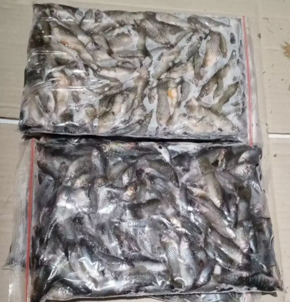 Cere beku 500gram