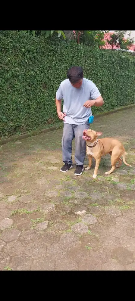 Jasa Latih Anjing Profesional – Dijamin Patuh & Nurut!