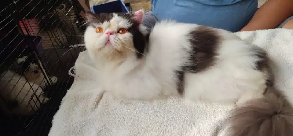 Pejantan Peaknose Tangguh