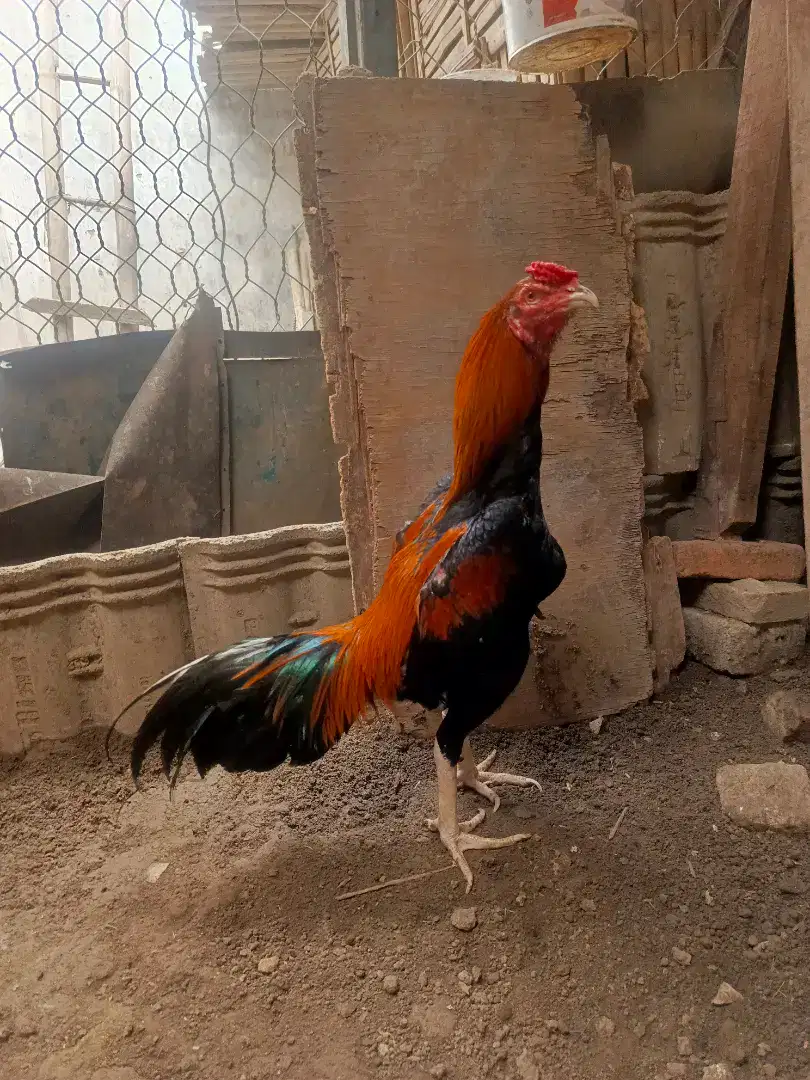 Ayam Bangkok Sisik Satria Sinekti