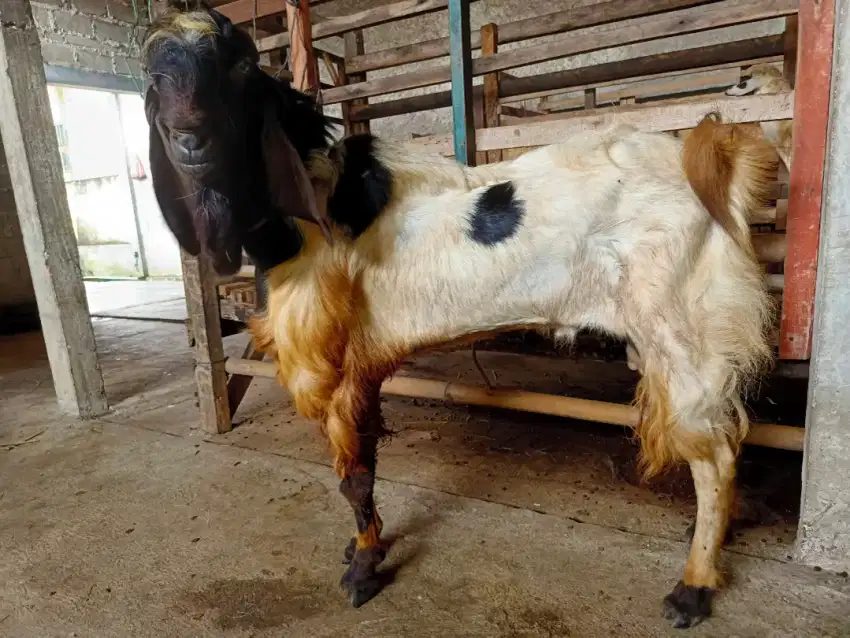 jual kambing domba aqiqah, paket aqiqah, dll gratis ongkir jabodetabek