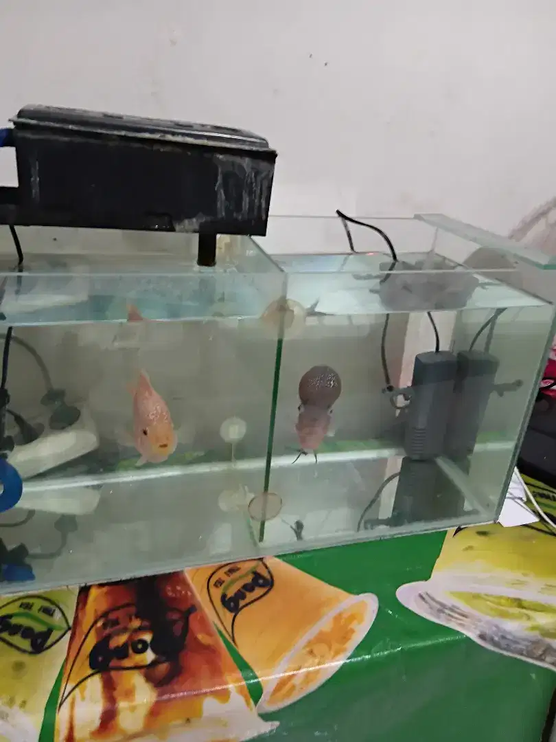 Aquarium dan ikan lohan