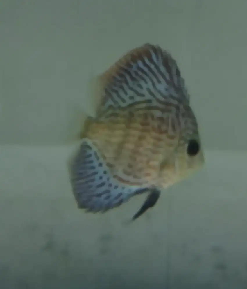 Ikan discus leopard