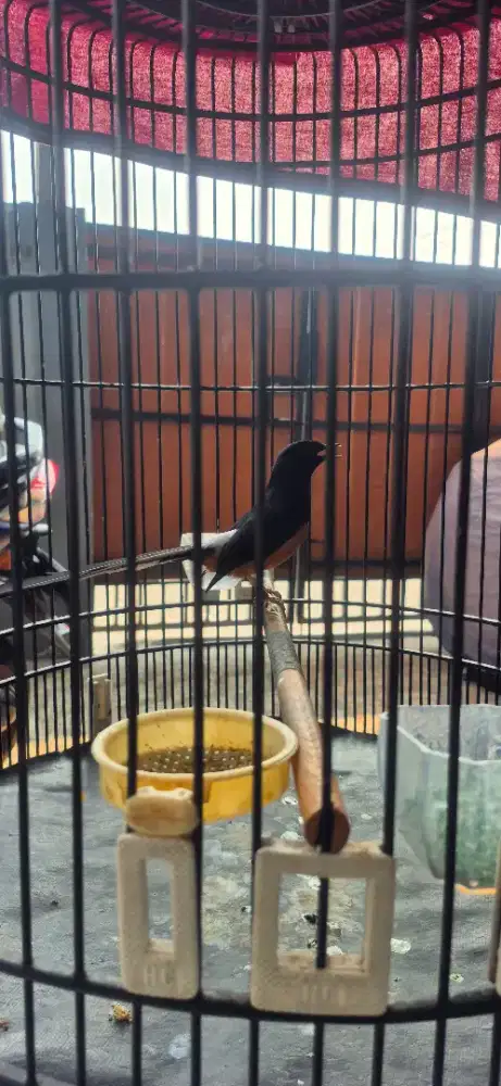 MURAI BATU MEDAN PARUH CELAH