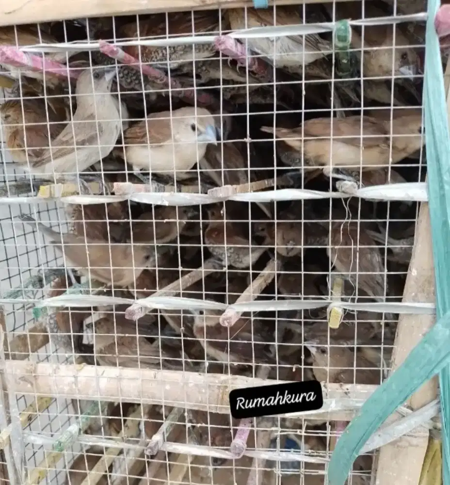 Burung enprit sawab untuk di lepas kembali